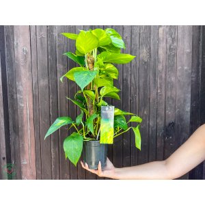 Scindapsus pinnatý (Epipremnum pinnatum)  - výška 40-50 cm, kont. C2L - NA KOKOSOVEJ TYČI 
